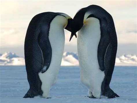 penguins dating